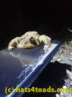 /home//u458753944/public_html/sourcegallery//Roxborough Toad Detour/2021/2021-04-10/P4100245.JPG